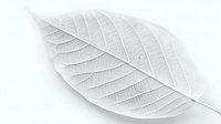 Delicate white leaf skeleton showing intricate vein pattern and natural texture on light background, isolated botanical macro photography for artistic design projects.