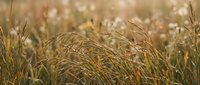 Golden autumn grass swaying in warm sunlight with soft bokeh background creating peaceful natural meadow scene for seasonal design projects.