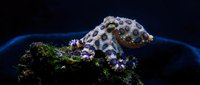Blue-ringed octopus with vibrant warning colors on coral reef rock against dark marine background for educational and wildlife content.