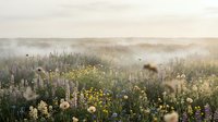 Wildflower meadow with purple lupines and yellow blooms shrouded in morning mist, ideal for nature backgrounds and editorial use.