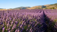 Expansive lavender field in full bloom with purple flowers stretching across rolling hills under clear sky, ideal for travel and nature backgrounds.