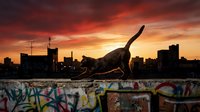 Young athletic woman practicing yoga pose on urban rooftop at dramatic sunset with city skyline and colorful graffiti wall creating inspiring fitness scene.