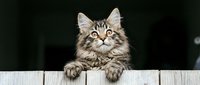 Fluffy tabby cat with striking green eyes peeking over white wooden fence, curious and playful expression, perfect for pet and animal content.