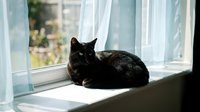 Black cat with green eyes resting on a sunlit windowsill with sheer curtains, soft natural light creating a calm, cozy home atmosphere.