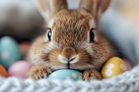 Close up portrait of adorable brown bunny rabbit with blue eyes lying among colorful Easter eggs and soft blanket, looking directly at camera with sweet expression.