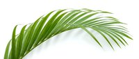 Tropical palm leaf branch with vibrant green fronds isolated on white background for natural design elements and botanical decorations.