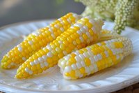 Fresh corn cobs with yellow and white kernels on white plate, healthy vegetable food for cooking and meal preparation.