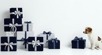 Navy gift boxes with white ribbons and bows arranged in a pile next to a curious brown and white puppy on white background, suitable for holiday and celebration designs.