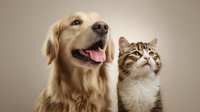 Happy Golden Retriever dog and curious tabby cat looking up together against neutral background, showing contrasting pet personalities and expressions.