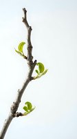 Spring branch with fresh green leaves emerging from gray twig isolated on white background. Suitable for nature, growth, renewal, and seasonal design projects.