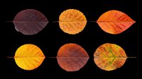 Autumn leaves in various stages of seasonal color change, isolated on transparent background. Ready for clipart, t-shirt design, stickers, print-on-demand products, and sublimation projects.