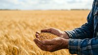 Farmer holding harvested grain seeds in hands over golden wheat field during harvest season.