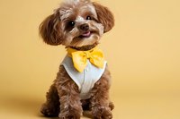 Brown poodle mix puppy wearing formal white shirt and yellow bow tie sitting against yellow background, looking up with playful expression. Pet fashion portrait.