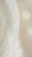 Delicate white feather close-up with soft bokeh background creating dreamy ethereal atmosphere for wellness and spa design projects.