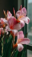 Delicate pink canna lilies with soft petals and vibrant orange stamens blooming by window light, creating elegant floral composition for garden inspiration.
