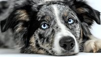 Close-up portrait of Australian Shepherd dog with striking blue eyes and merle coat pattern lying down, showcasing detailed facial features and fur texture.