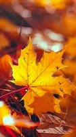 Vibrant yellow maple leaf glowing in autumn sunlight with blurred bokeh background in orange and red tones, showcasing detailed leaf veins and natural texture.