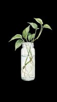Pothos plant cutting in glass jar with water and visible roots, isolated on transparent background. Ready for t-shirt designs, clipart, stickers, print-on-demand products, and sublimation projects.