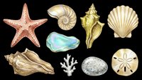 Isolated sea shells and starfish collection on transparent background, ready for t-shirt design, clipart, stickers, print-on-demand products, and sublimation projects.