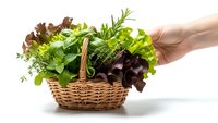 Hand holding wicker basket filled with fresh mixed salad greens and herbs on white background for healthy cooking and organic food preparation.