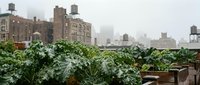 Urban rooftop garden with lush green plants and vegetables overlooking city skyline, sustainable living and urban farming concept for design projects.