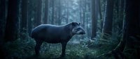 Majestic tapir standing in misty forest clearing surrounded by tall trees and ferns creating mystical woodland atmosphere for wildlife photography projects.