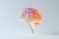 Translucent anatomical brain model with pink and orange gradient coloring on light background, showing detailed neural structure and lobes for medical education.