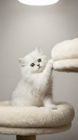 Fluffy white kitten with green eyes playing on a multi-level cat tree with beige fabric platforms and perches under soft studio lighting.