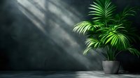 Tropical palm plant in modern pot against dark wall with dramatic sunlight streaming through window creating shadow patterns for interior design and home decor.