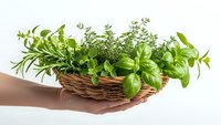 Fresh culinary herbs in wicker basket held by hands on white background. Aromatic cooking ingredients for healthy kitchen and natural seasoning.