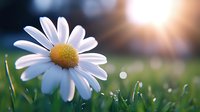 Single white daisy flower with yellow center in green grass at sunrise, soft bokeh background with morning dew drops and sunlight flare.