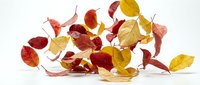 Autumn leaves in vibrant red, orange and yellow colors falling and scattered on white background. Seasonal foliage elements isolated for design projects.