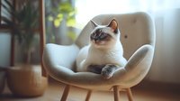 Siamese cat with blue eyes relaxing in modern gray armchair near window, soft natural lighting creates cozy home atmosphere for pet lifestyle photography.