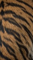 Close-up of tiger fur texture with brown and black striped pattern, suitable for wildlife, nature, and animal design projects.