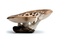 Edible mushroom with brown cap and white stem isolated on white background, showing gills and root structure.