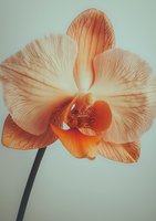 Delicate peach-colored orchid bloom with intricate vein patterns and soft petals against minimal background, showcasing natural botanical elegance and subtle light effects.