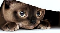Curious Siamese cat with striking blue eyes peeks from under dark cover, placing paws forward in playful hunting pose against neutral background.