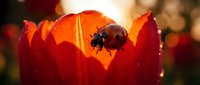 Ladybug perched on vibrant red flower petal, backlit by warm sunlight, showcasing nature's delicate details and insect pollination for educational and design projects.