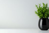 Fresh green plant with small leaves in modern black ceramic vase against white wall background, minimalist home decor composition with copy space.