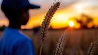Farmer examining wheat crop at golden sunset in agricultural field during harvest season with warm sunlight creating dramatic sky backdrop for farming operations.