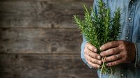 Farmer holding fresh green rosemary sprigs with weathered hands against rustic wooden background, suitable for culinary, gardening, and organic food marketing.