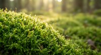Close-up of vibrant green moss growing in natural forest environment with soft sunlight filtering through trees creating peaceful woodland atmosphere.