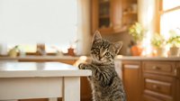 Adorable tabby kitten with striped fur standing on hind legs reaching up to kitchen counter in warm sunlit home interior with wooden cabinets and cozy atmosphere.