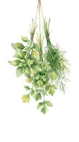 Hanging fresh herbs bundle featuring basil, dill, and parsley isolated on white background, ready for culinary design, recipe graphics, and kitchen decor projects.