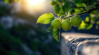 Fresh green limes growing on tree branch with sunlight streaming through leaves, creating natural bokeh effect in garden setting. Perfect for food or nature designs.