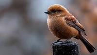 Small brown songbird perched on wooden post against blurred natural background, side view close-up portrait showing detailed feathers and distinctive profile.