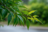 Fresh green leaves with water droplets after rain against blurred natural background, creating serene atmosphere for environmental or wellness themes.