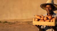 Male farmer with straw hat holding wooden crate of fresh potatoes in rural field during harvest season for agricultural and farming industry use.