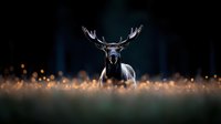 Majestic male deer with large antlers emerging from dark forest background, illuminated by magical golden bokeh lights in misty morning atmosphere.