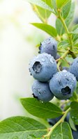 Fresh ripe blueberries with water droplets on green bush branch in natural sunlight for healthy eating and organic farming concepts.